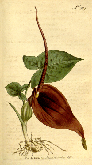 Củ Chóc